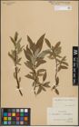Foto von Salix glauca L. x Salix phylicifolia L.